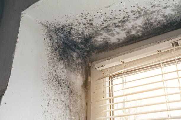 Trusted Black Mold Removal service in Manchester, KY - Cheap Mold Removal