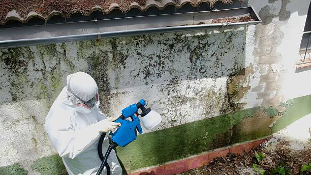Trusted Basement Mold Remediation service in Manchester, KY - Cheap Mold Removal